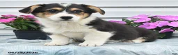Welsh Corgi Pembroke dogs for sale: Jasper - Ad 2