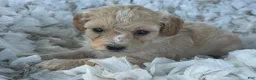 Cavapoo dogs for sale: Cody - Ad 4