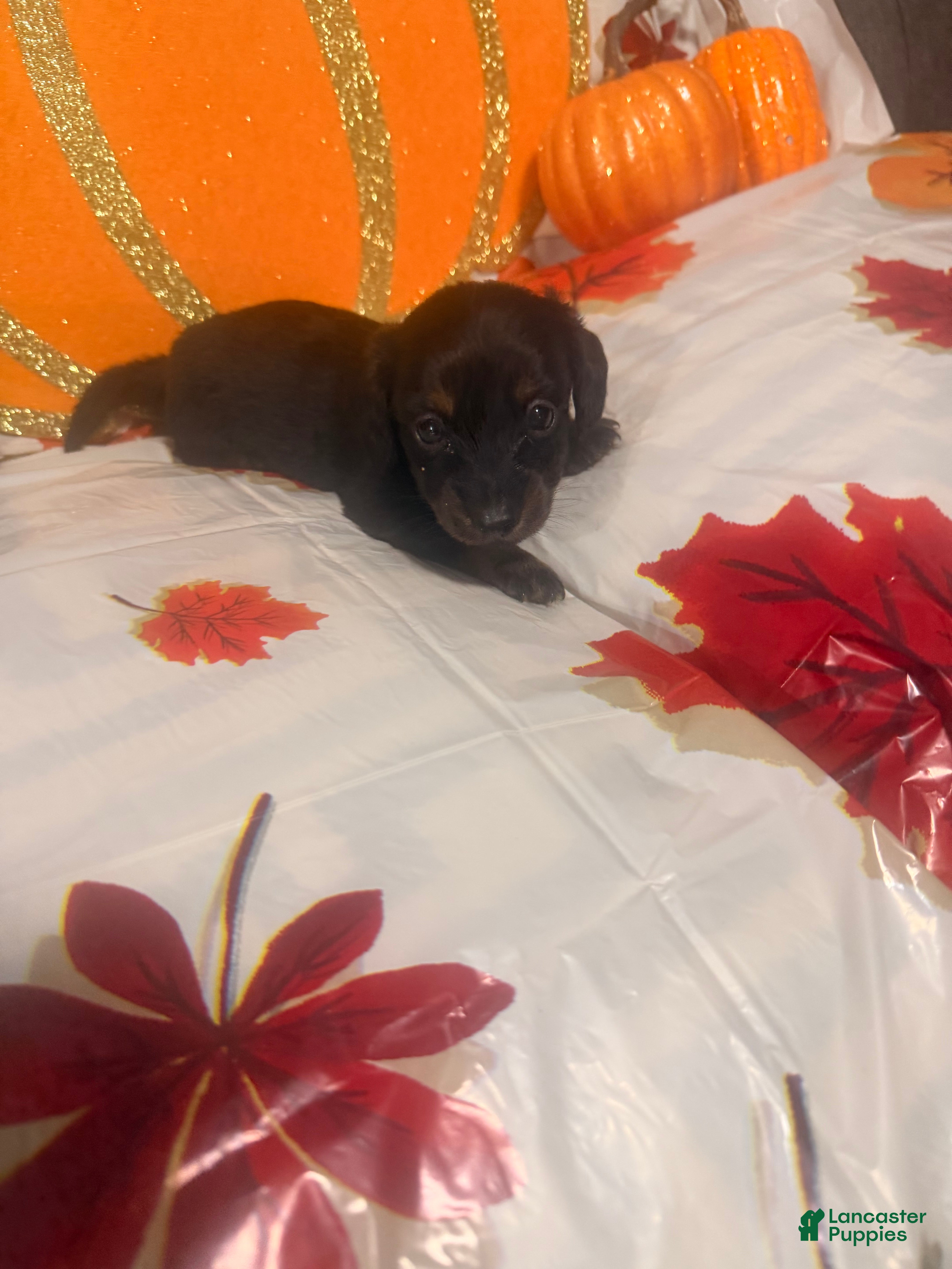 Dachshund dogs Dachshund 4 - Ad 16