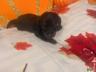 Dachshund dogs Dachshund 4 - Ad 8