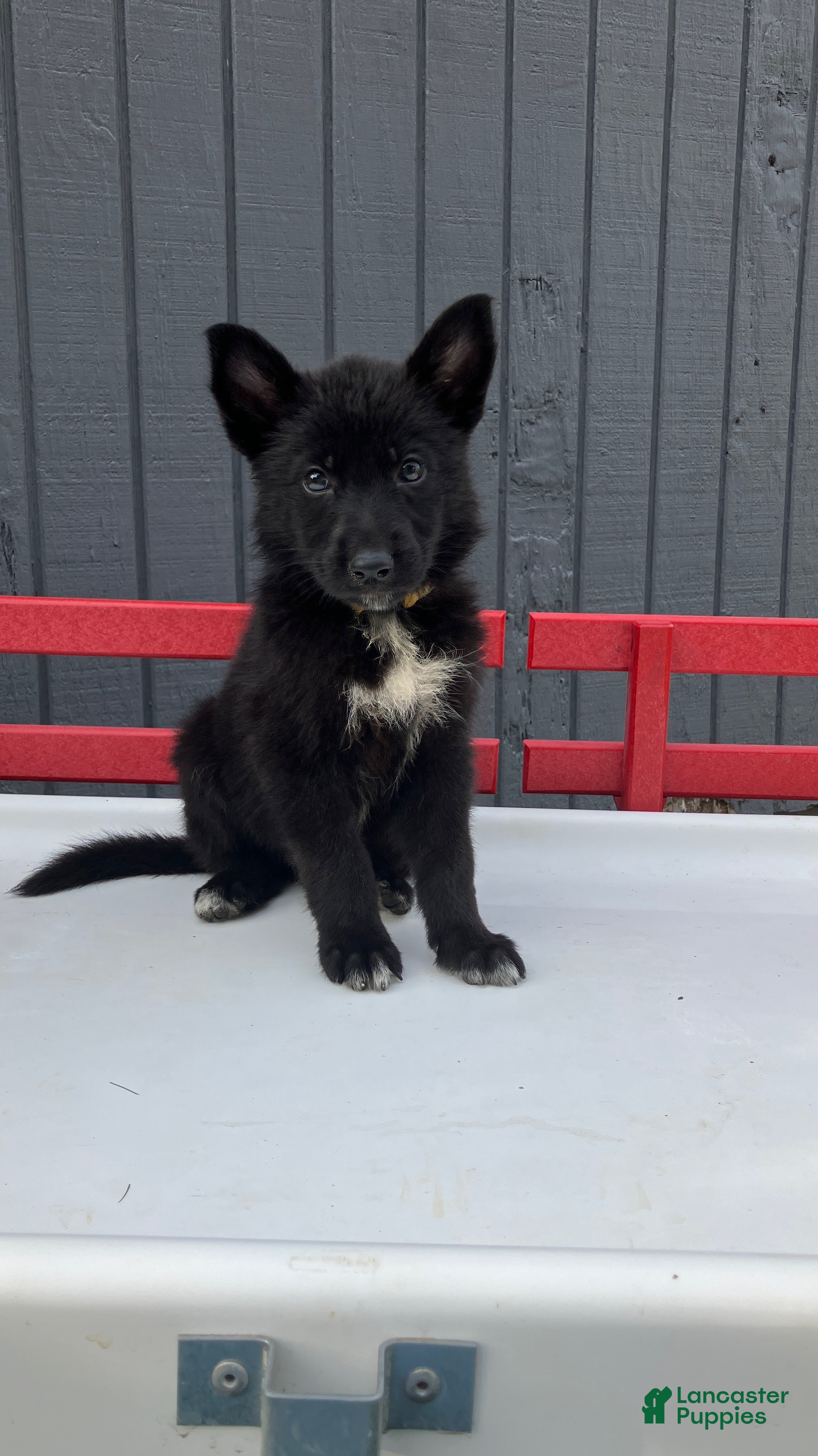 German Shepherd dogs Pixy - Ad 2