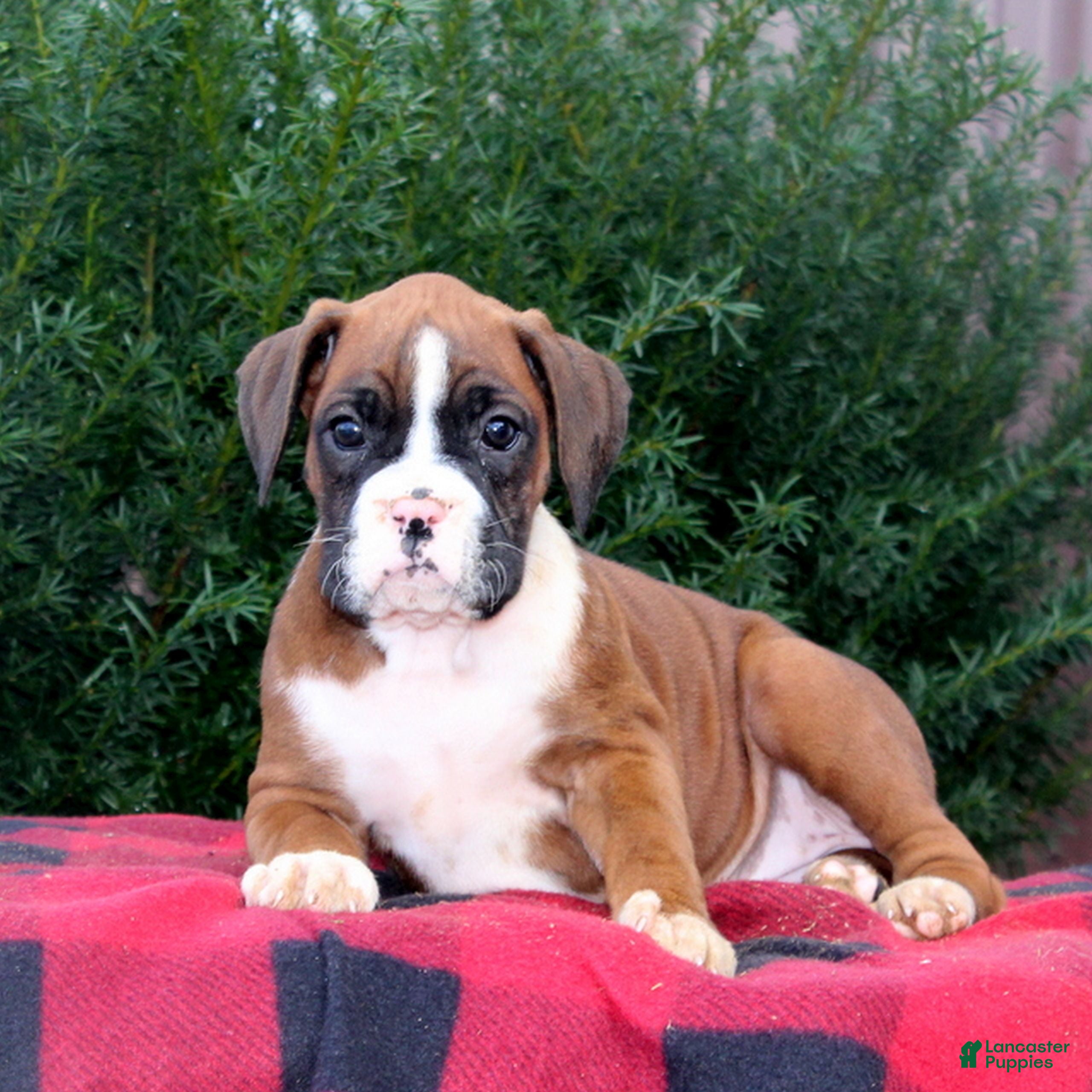 Boxer dogs Apple  - Ad 31