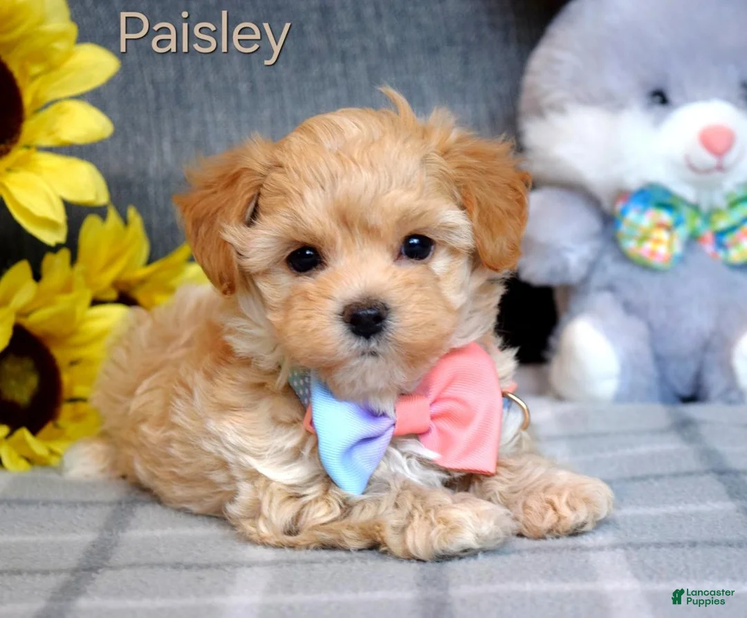 Maltipoo dogs for sale: Paisley  - Ad 1