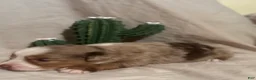 Toy Australian Shepherd dogs for sale: Wrangler - Ad 8