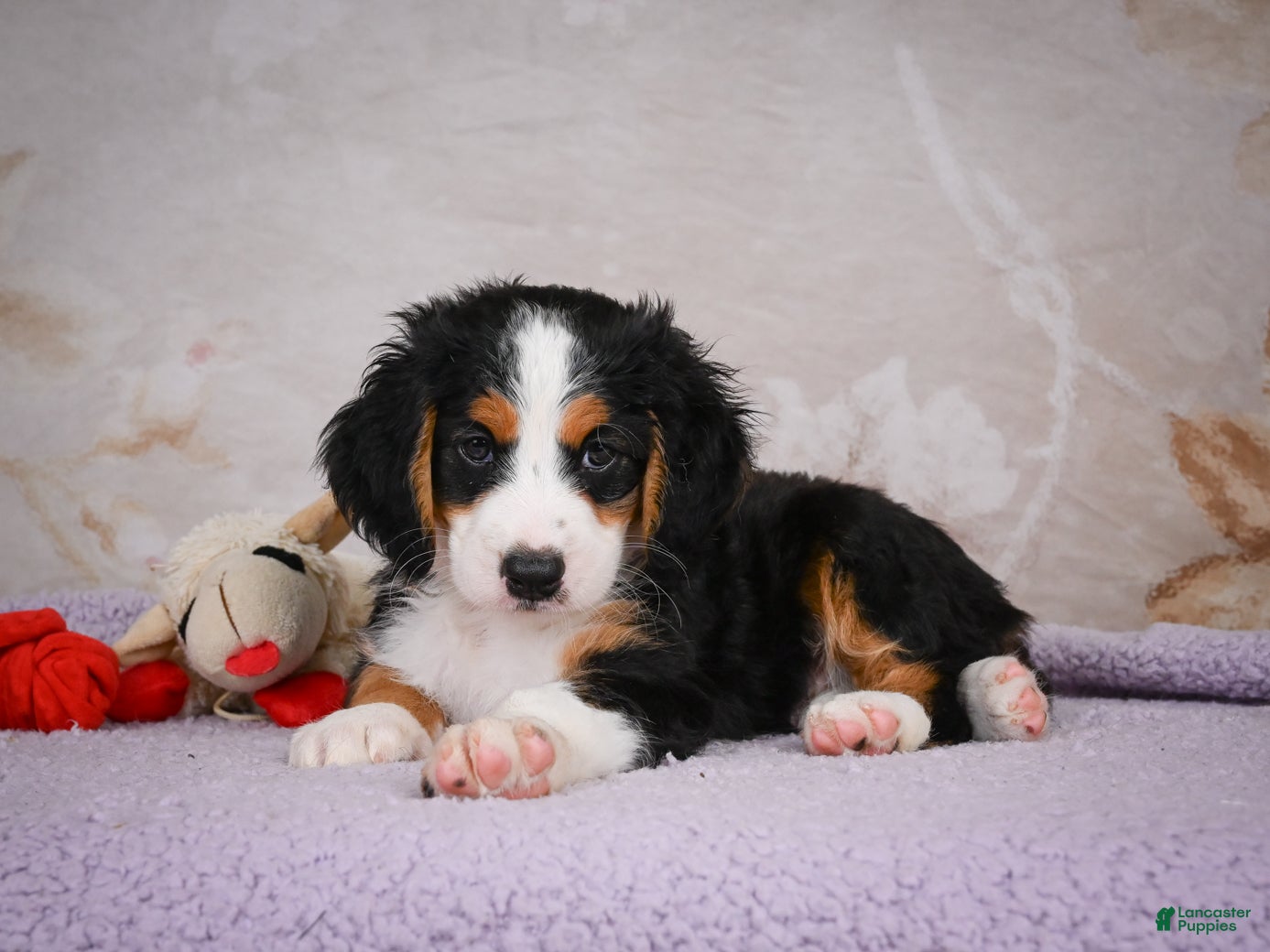 Mini Bernedoodle dogs Ben - Ad 2