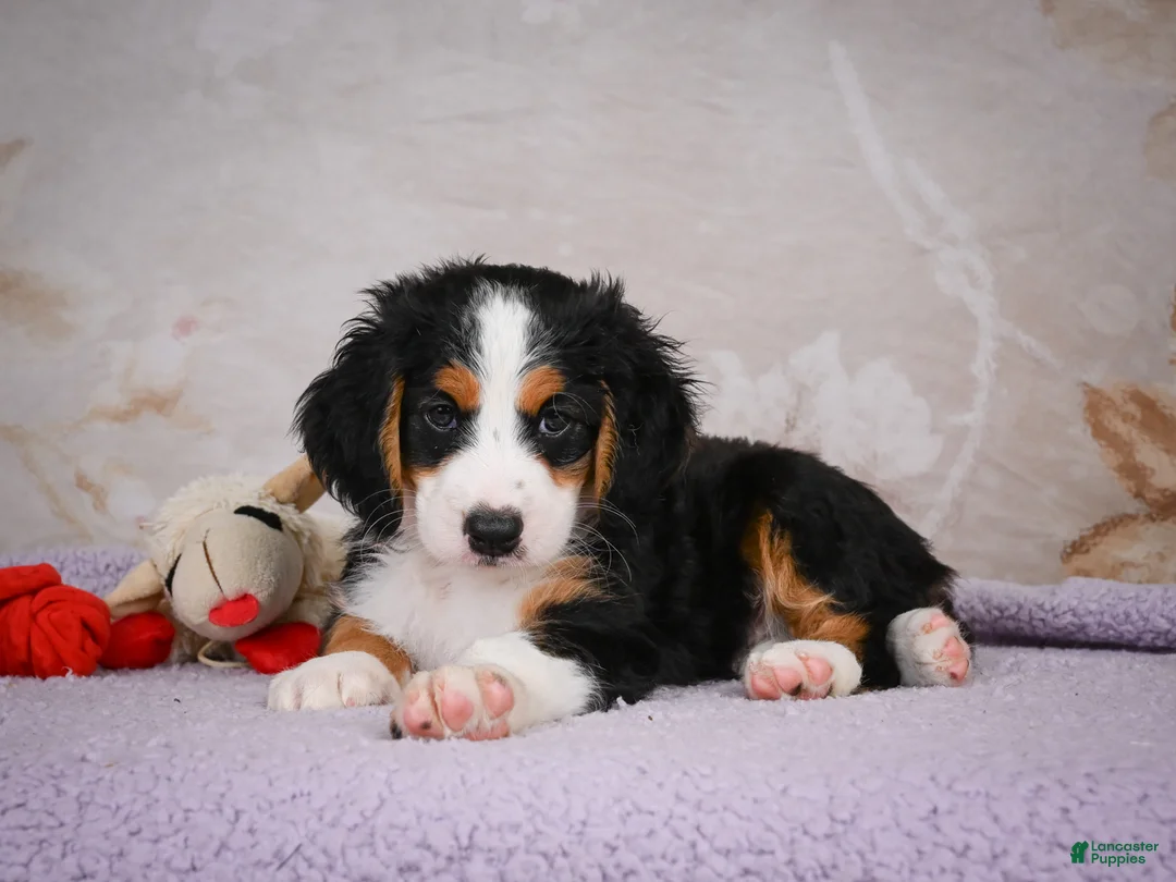 Mini Bernedoodle dogs for sale: Ben - Ad 2