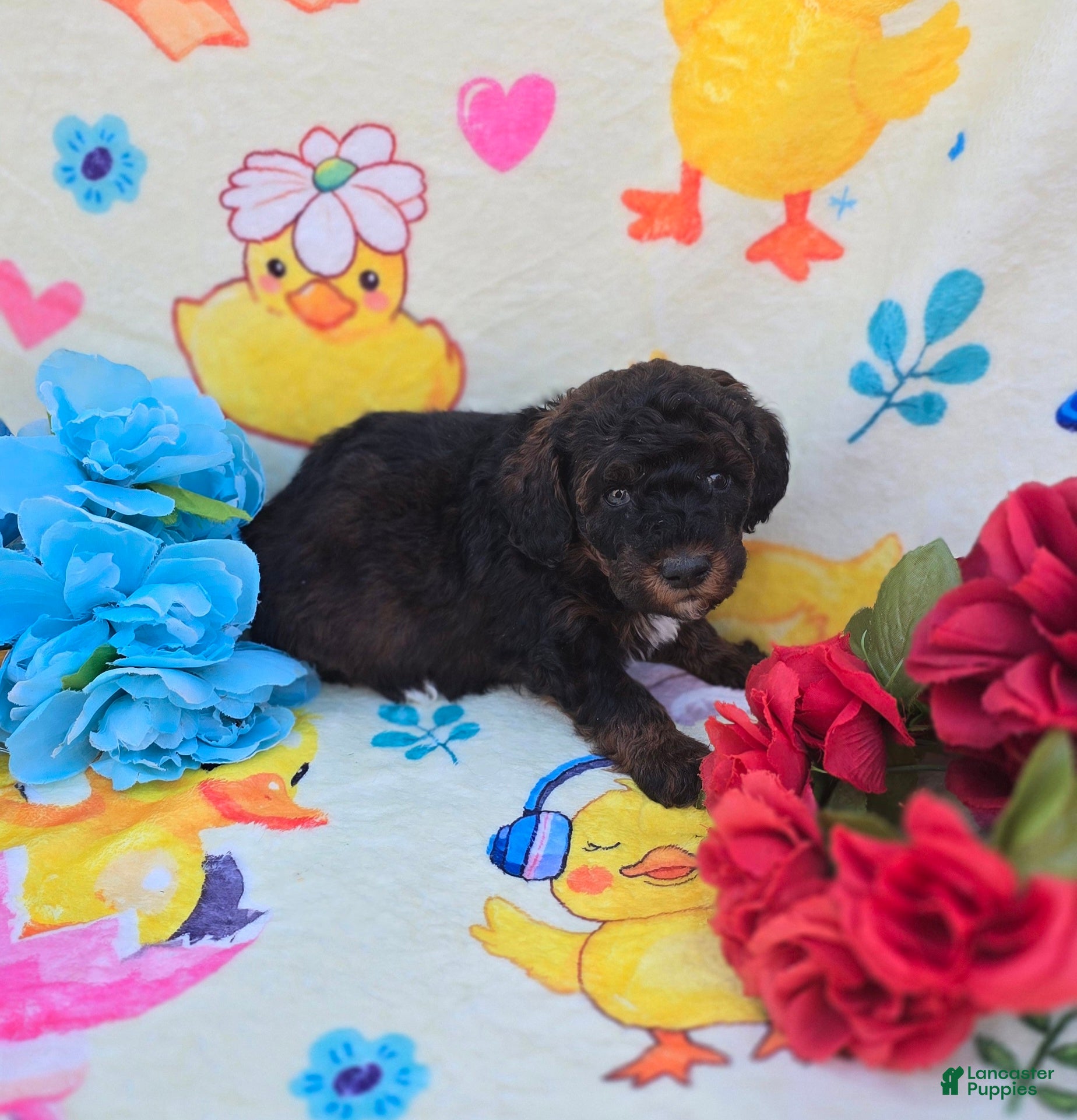 Cavapoo dogs Trinket  - Ad 31