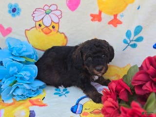 Cavapoo dogs Trinket - Ad 31