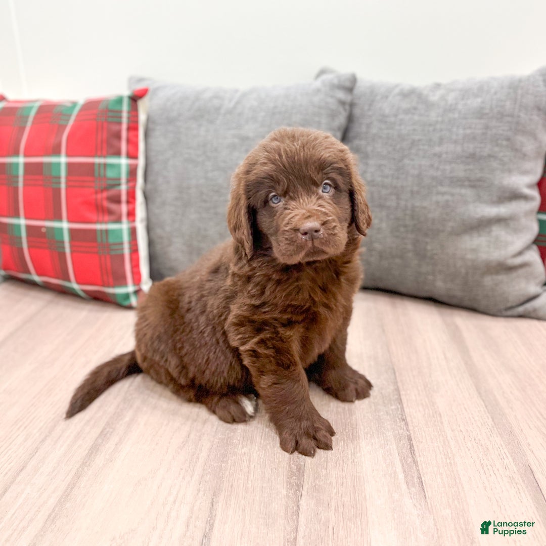 Newfoundland dogs for sale: Sadie - Ad 1