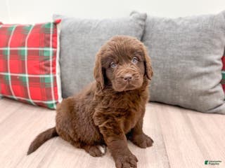 Newfoundland dogs Sadie - Ad 39