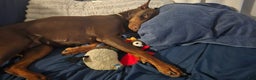 Doberman Pinscher dogs for sale: Pepper Jack - Ad 6
