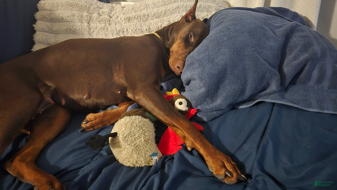 Doberman Pinscher dogs for sale: Pepper Jack - Ad 6