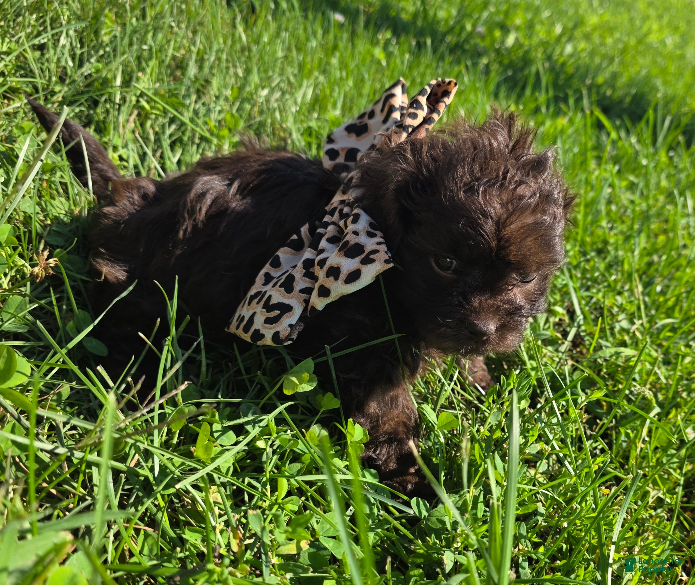 Shihpoo dogs Bella - Ad 2
