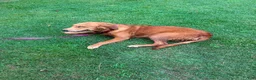 Golden Retriever dogs for sale: Molly - Ad 2