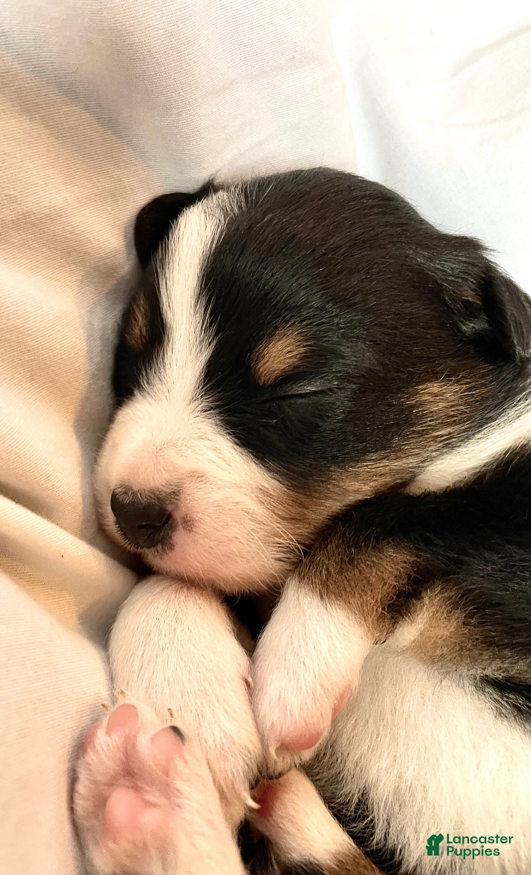 Australian Shepherd dogs for sale: Chance - Ad 22
