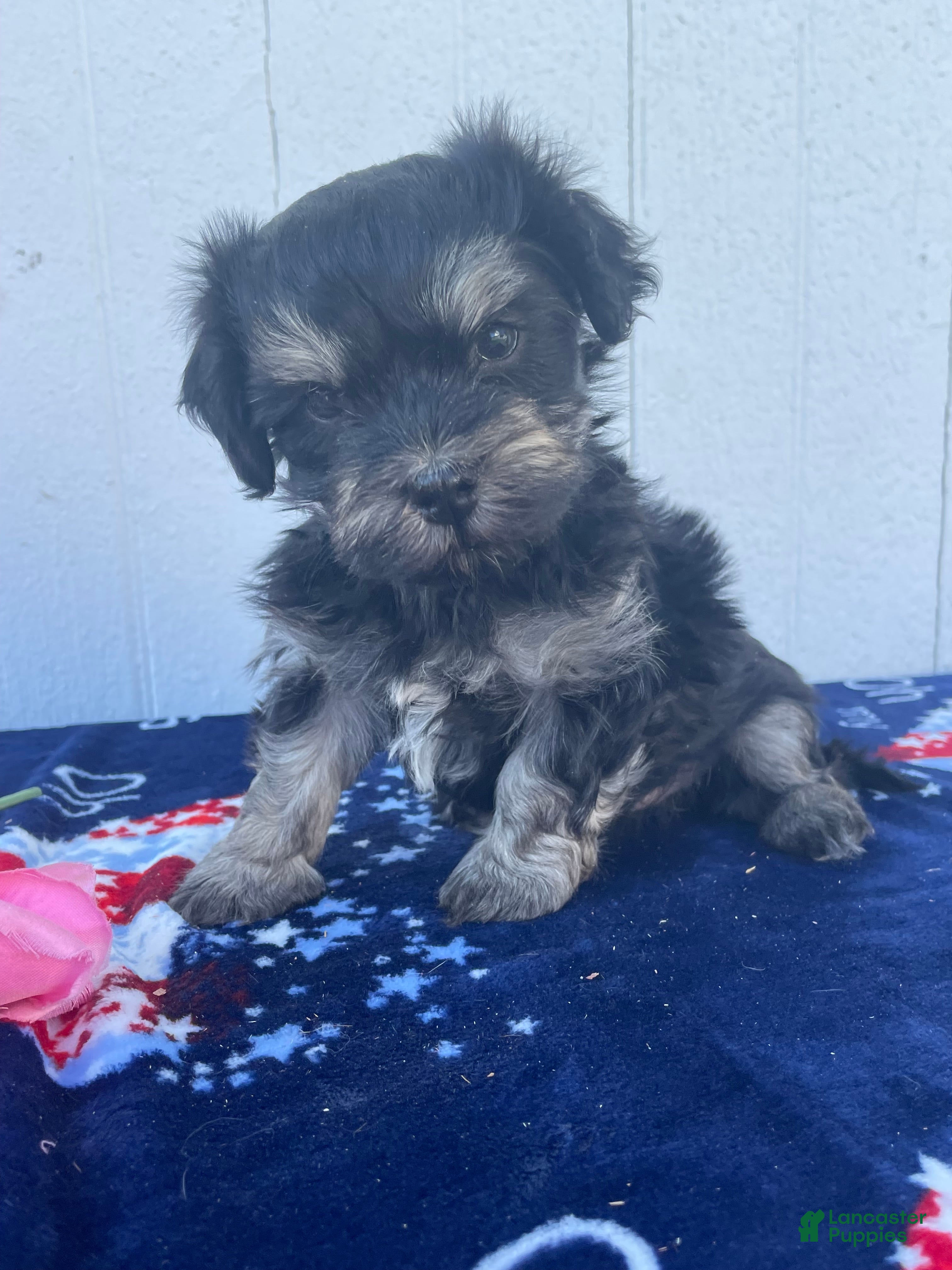 Havanese dogs Louie - Ad 23