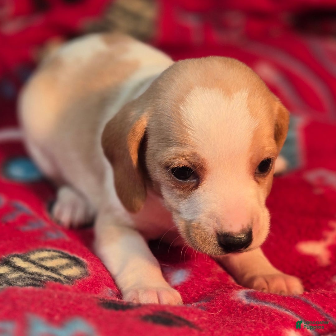 Beagle dogs for sale: Sage Queen Elizabeth Pocket Beagle - Ad 8