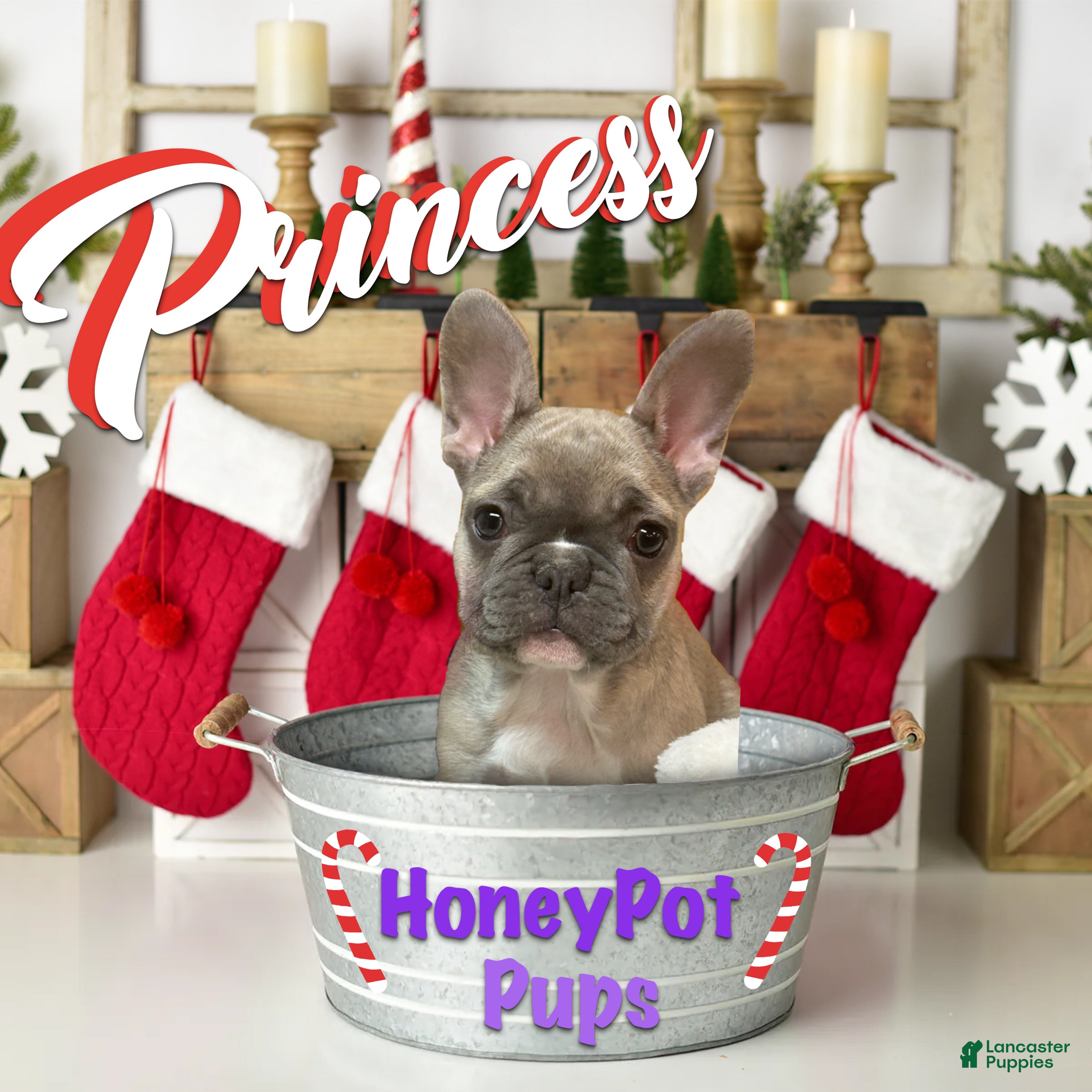 French Bulldog dogs Princess - Ad 23