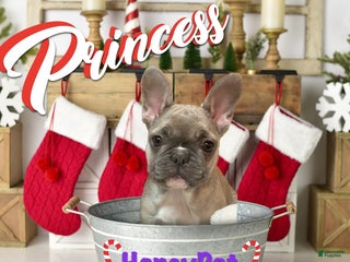 French Bulldog dogs Princess - Ad 22