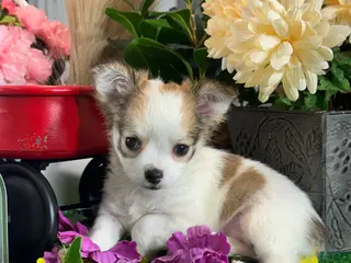 Chihuahua dogs Fancy - Ad 37