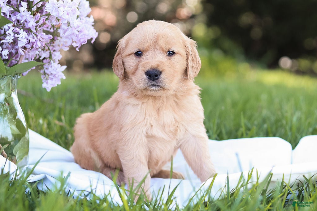 Golden Retriever dogs for sale: Golden Retriever Puppy 6 - Ad 4