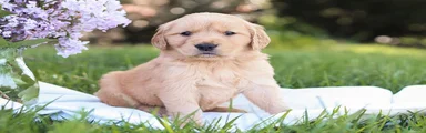 Golden Retriever Puppy 6