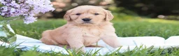 Golden Retriever dogs for sale: Golden Retriever Puppy 6 - Ad 1