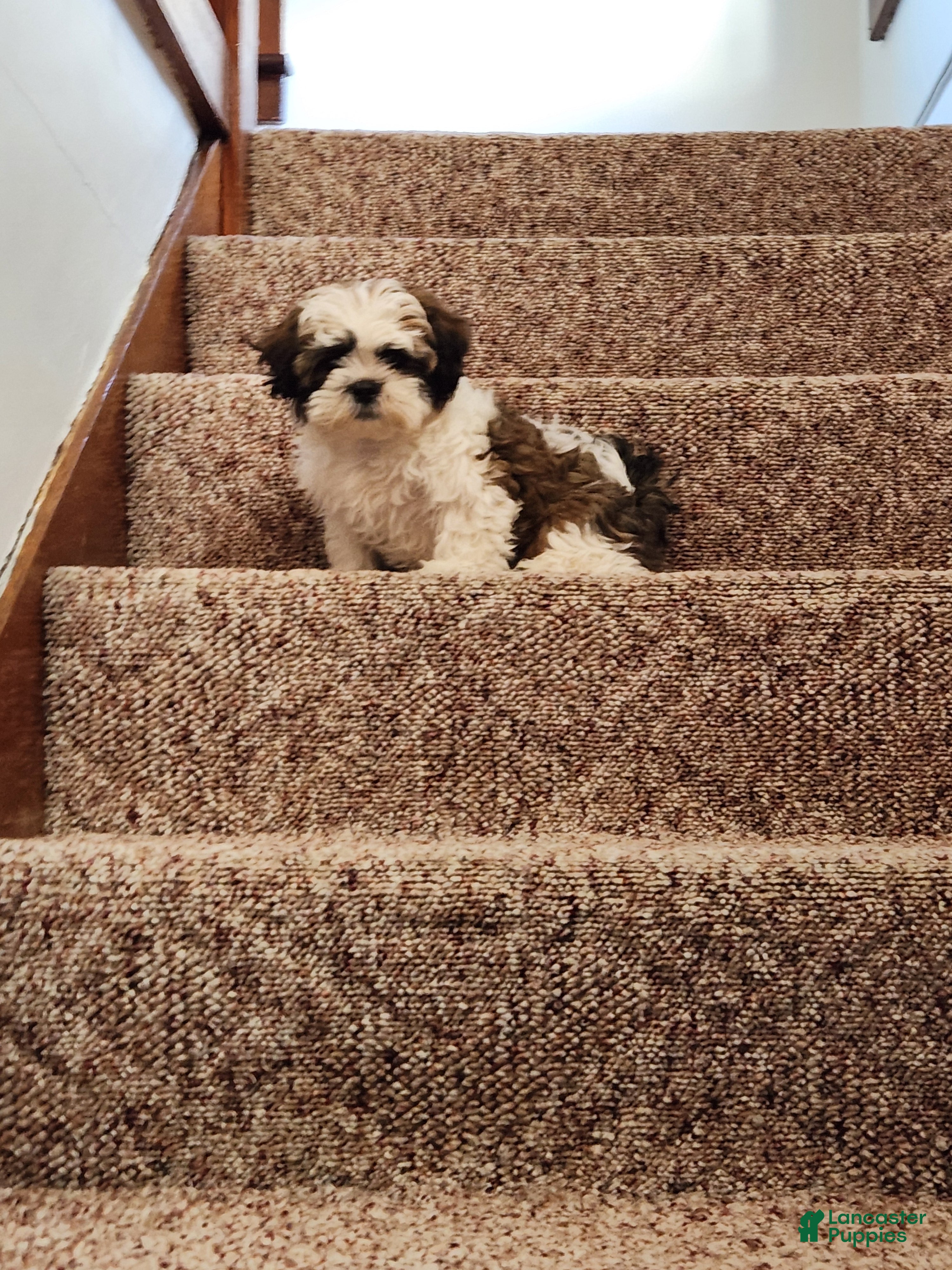 Teddy Bear dogs Milo - Ad 2