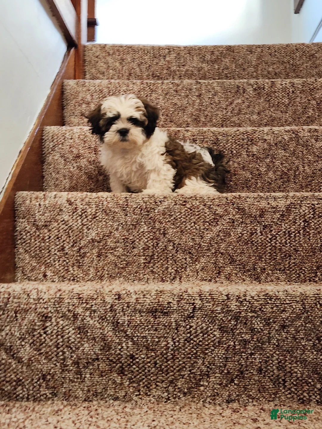 Teddy Bear dogs for sale: Milo - Ad 2