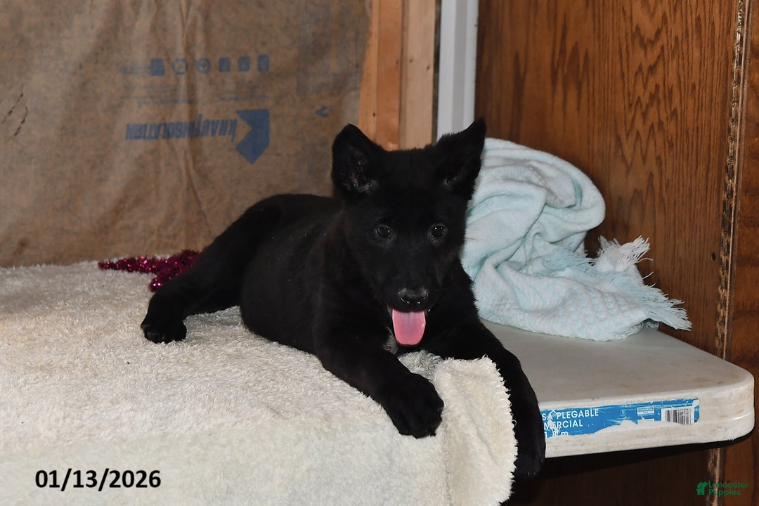 Belgian Malinois dogs for sale: Apollo - Ad 4