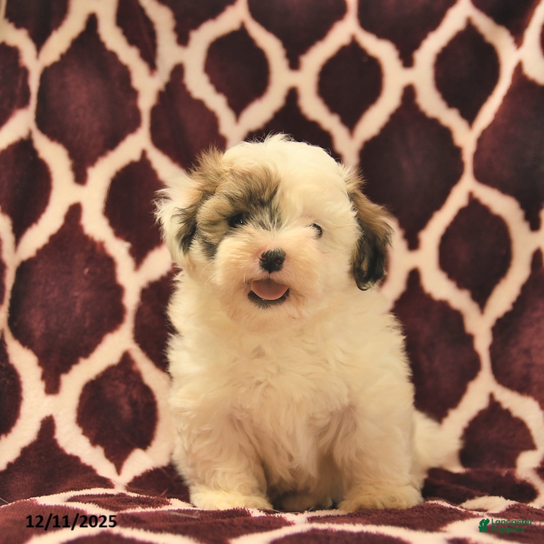 Teddy Bear dogs for sale: Beauty  - Ad 5