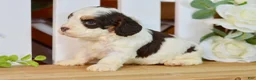 Cockapoo dogs for sale: Caleb - Ad 4
