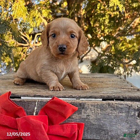 Dachshund dogs Jax - Ad 17