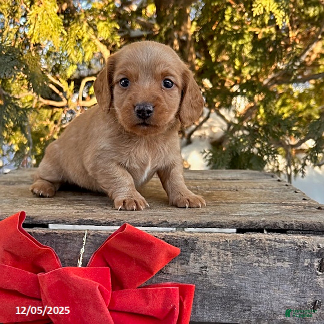 Dachshund dogs for sale: Jax - Ad 1