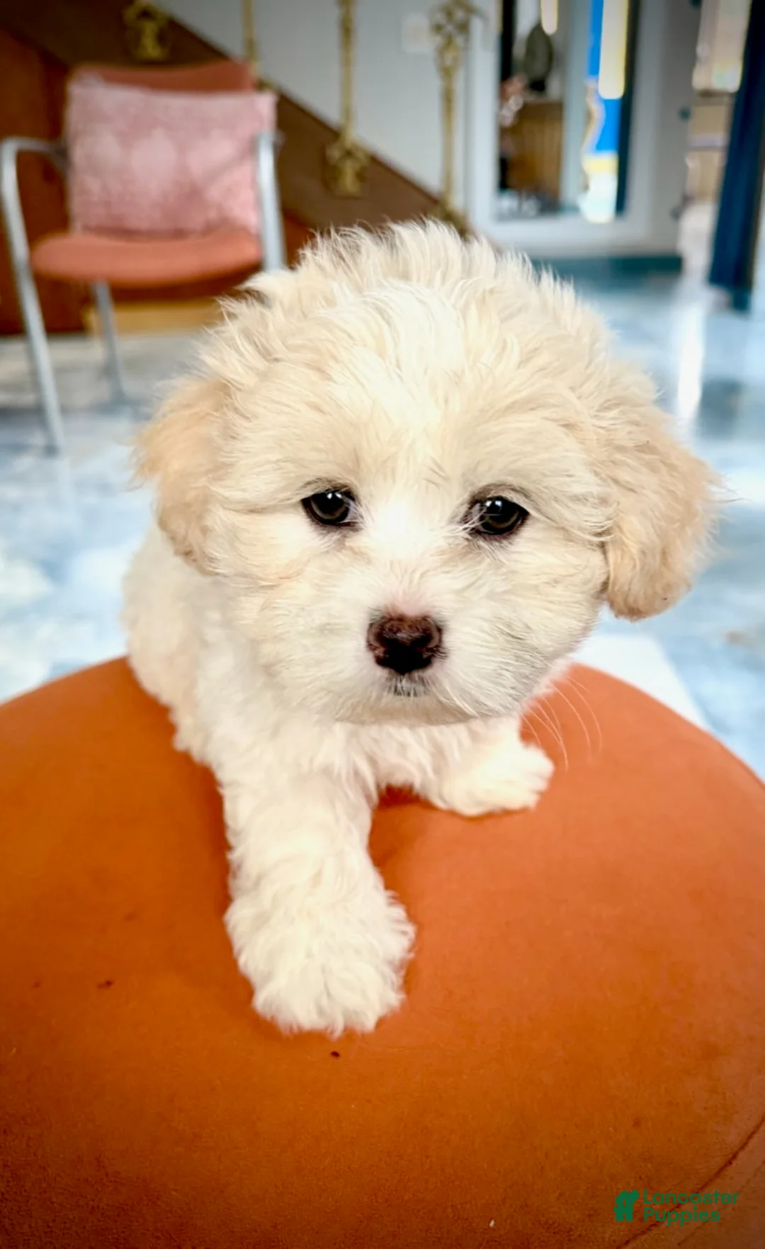 Maltipoo dogs for sale: Teddybear Maltipoo Female 1 - Ad 1