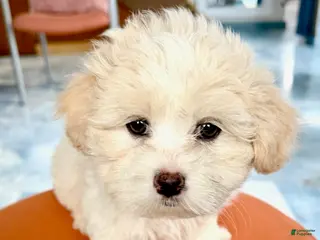 Maltipoo dogs for sale: Teddybear Maltipoo Female 1 - Ad 3
