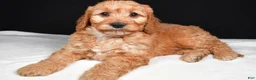 Goldendoodle dogs for sale: Gibson - Ad 6