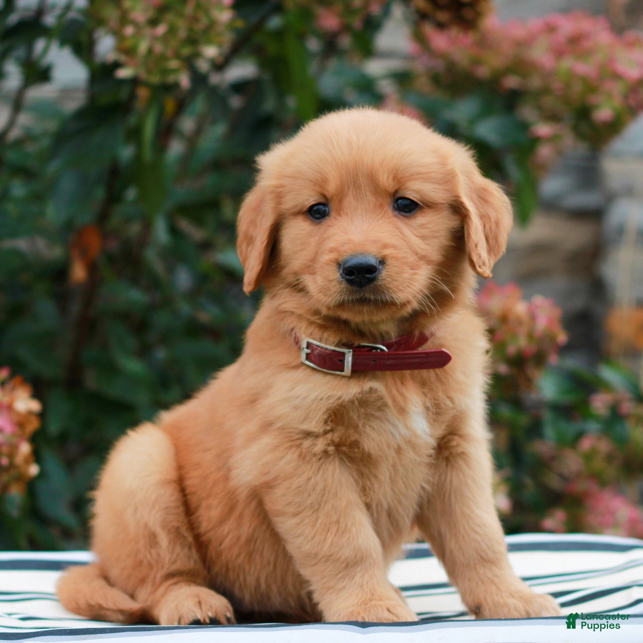 Golden Retriever dogs for sale: Marshall  - Ad 2