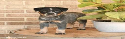Australian Cattle Dog dogs for sale: Milo - Ad 3