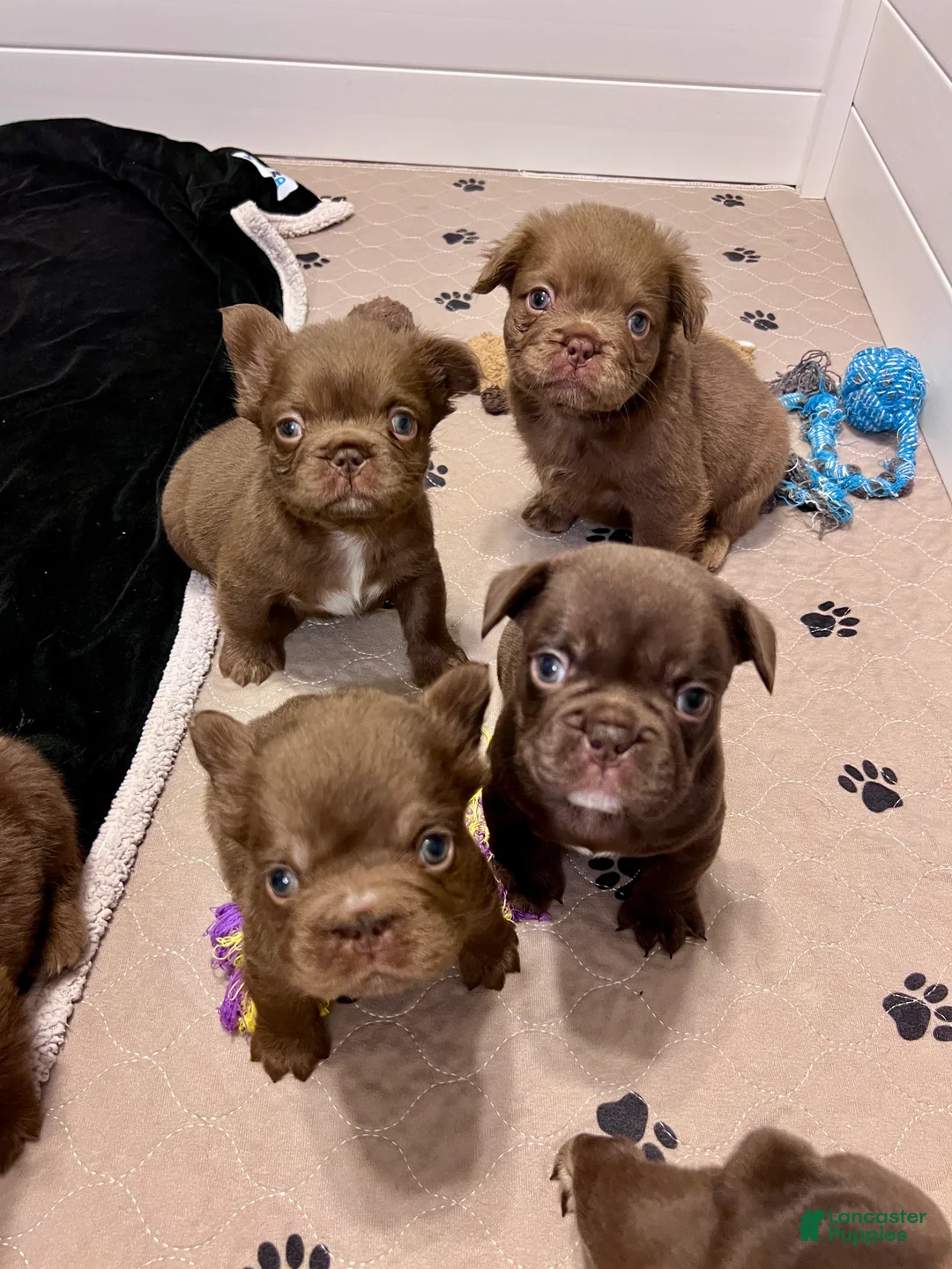 French Bulldog dogs for sale: Teddy Bear - Ad 4