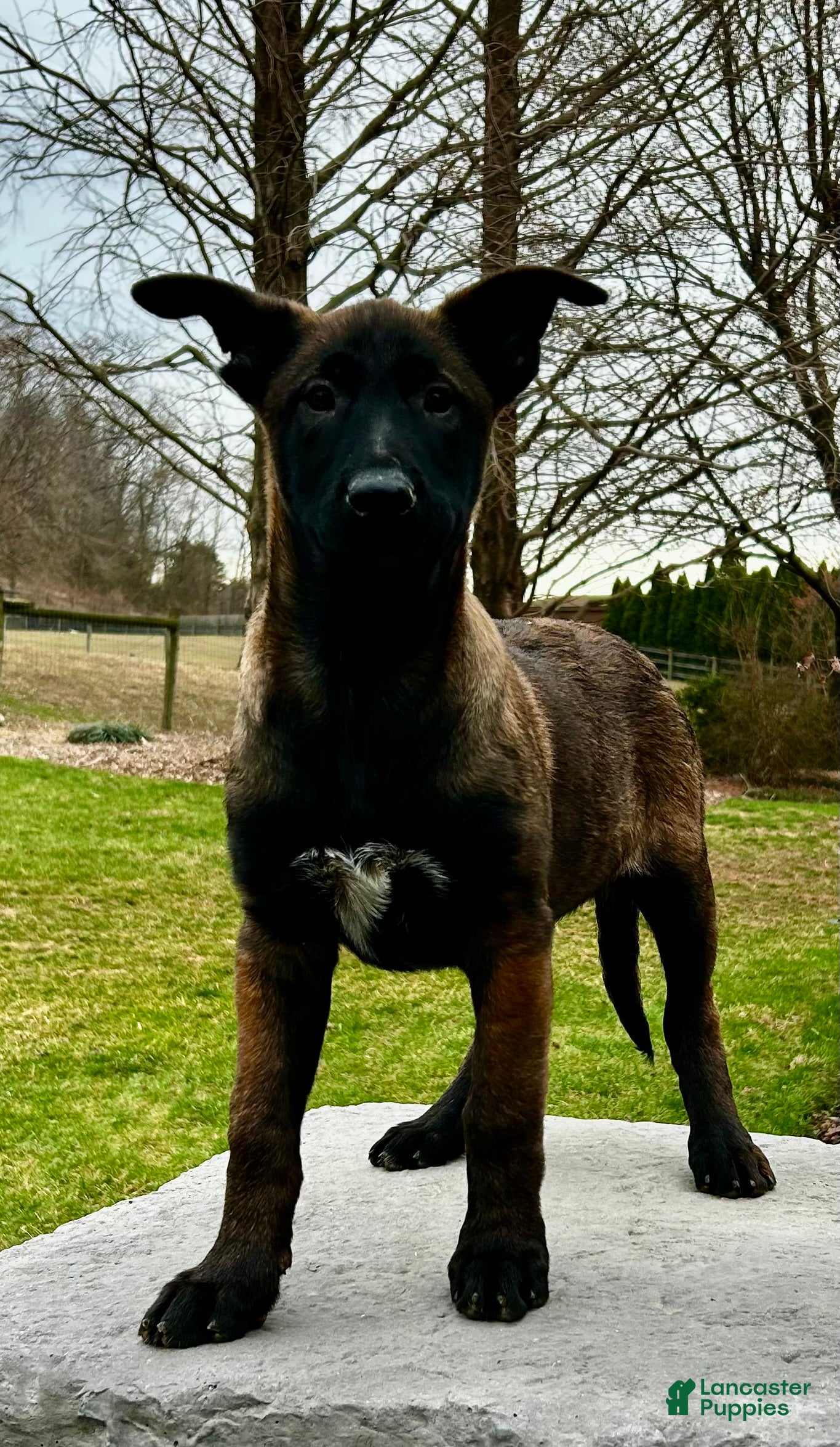 Belgian Malinois dogs Belgian Malinois Puppy (Mystic) - Ad 1