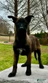 Belgian Malinois Puppy (Mystic)