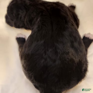 Mini Aussiedoodle dogs for sale: Stella_Female Tuxedo - Ad 5