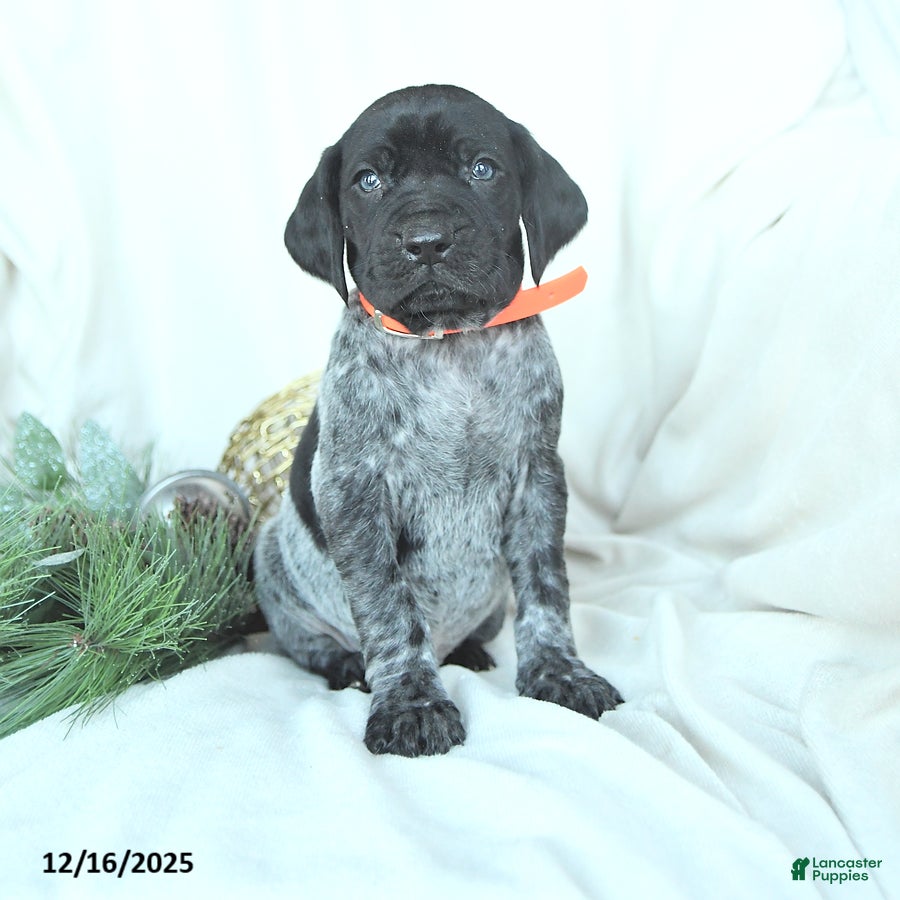German Shorthaired Pointer dogs Dexter - Ad 13