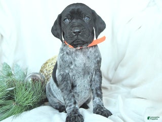 German Shorthaired Pointer dogs Dexter - Ad 13