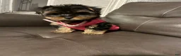 Yorkshire Terrier dogs for sale: Yorkshire Terrier Puppy 2 - Ad 3
