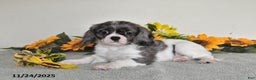 Cavalier King Charles Spaniel dogs for sale: Barbie - Ad 2