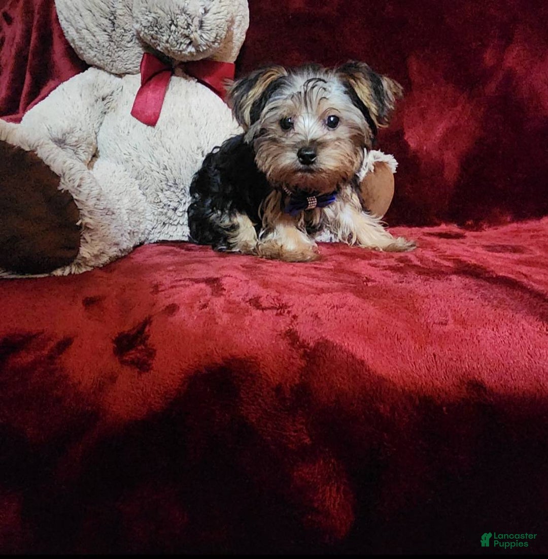 Yorkshire Terrier dogs for sale: MILO - Ad 9