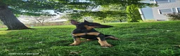 Doberman Pinscher dogs for sale: Kenzie - Ad 4