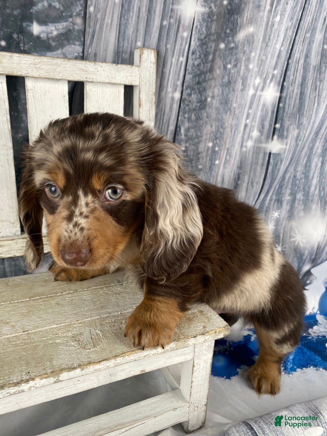 Miniature Dachshund dogs for sale: Bandit - Ad 4